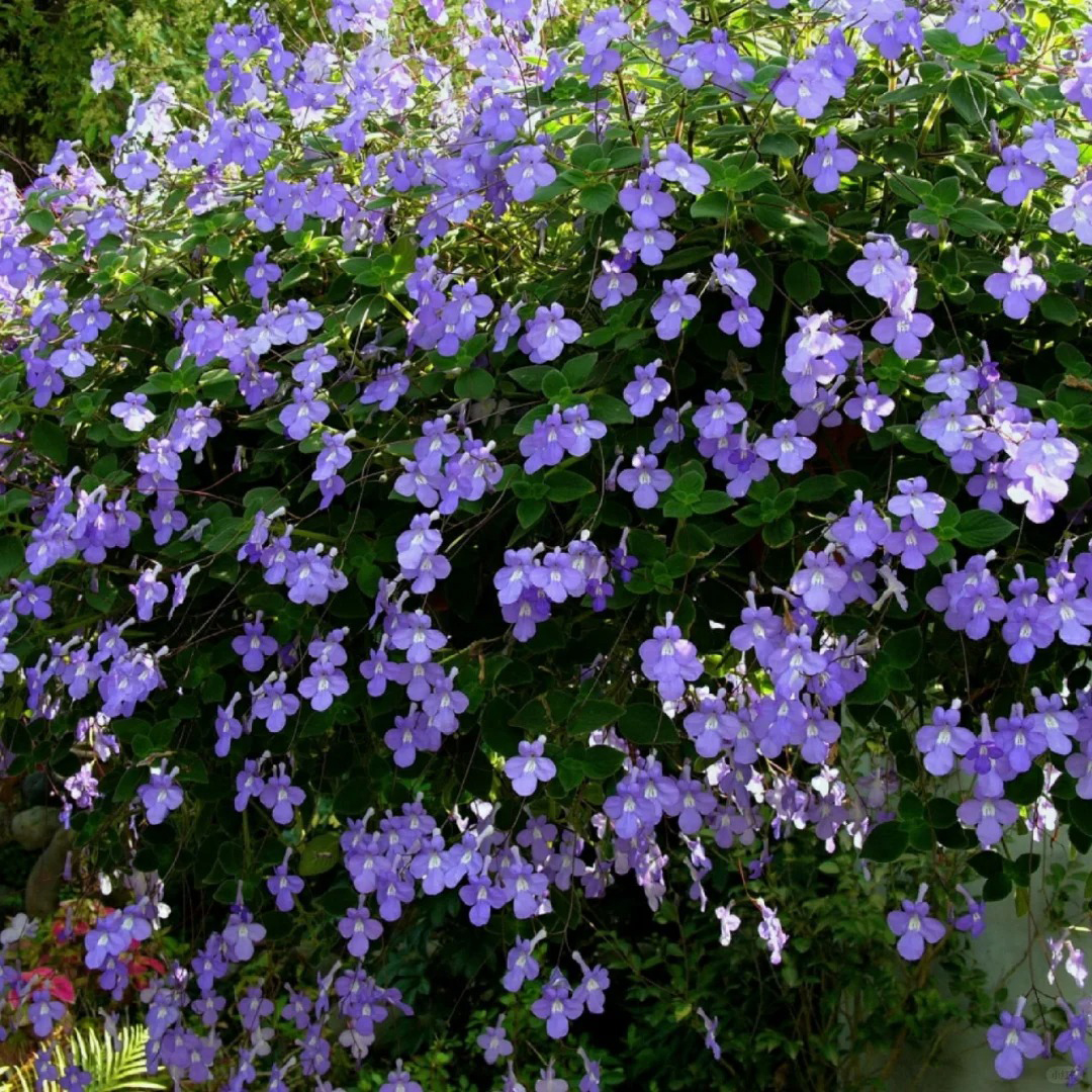 Streptocarpus saxorum Seeds