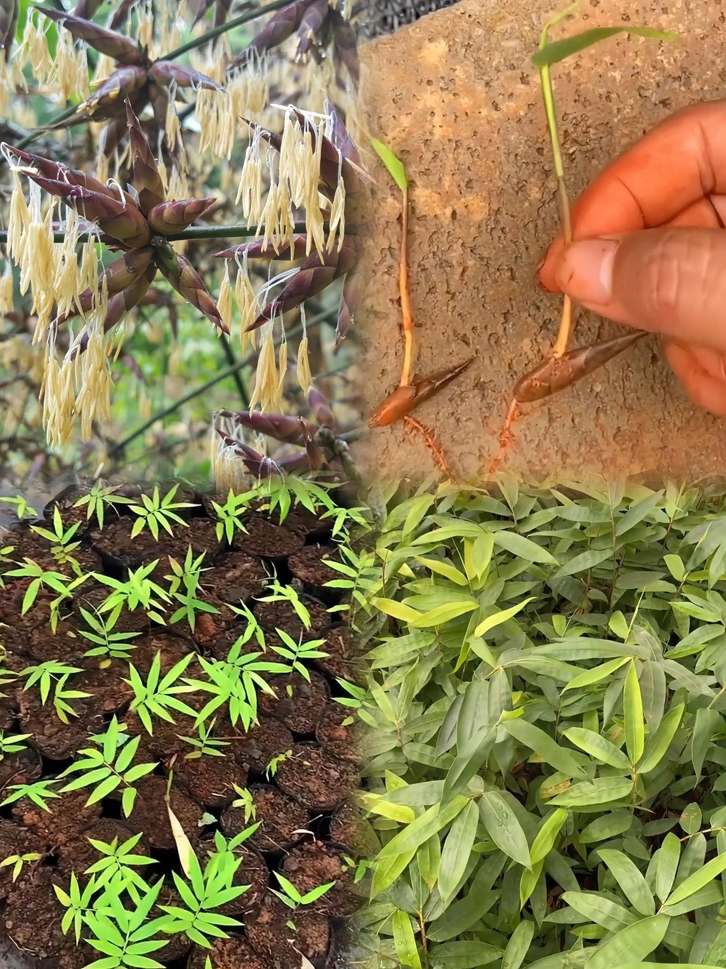 🎍Giant Dragon Bamboo Seeds