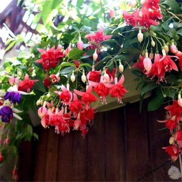 Fuchsia Hybrida Voss Seeds The fairy flower-chloriseeds