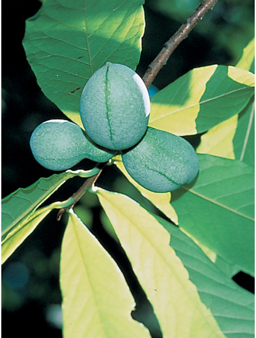 Pawpaw Collection-chloriseeds