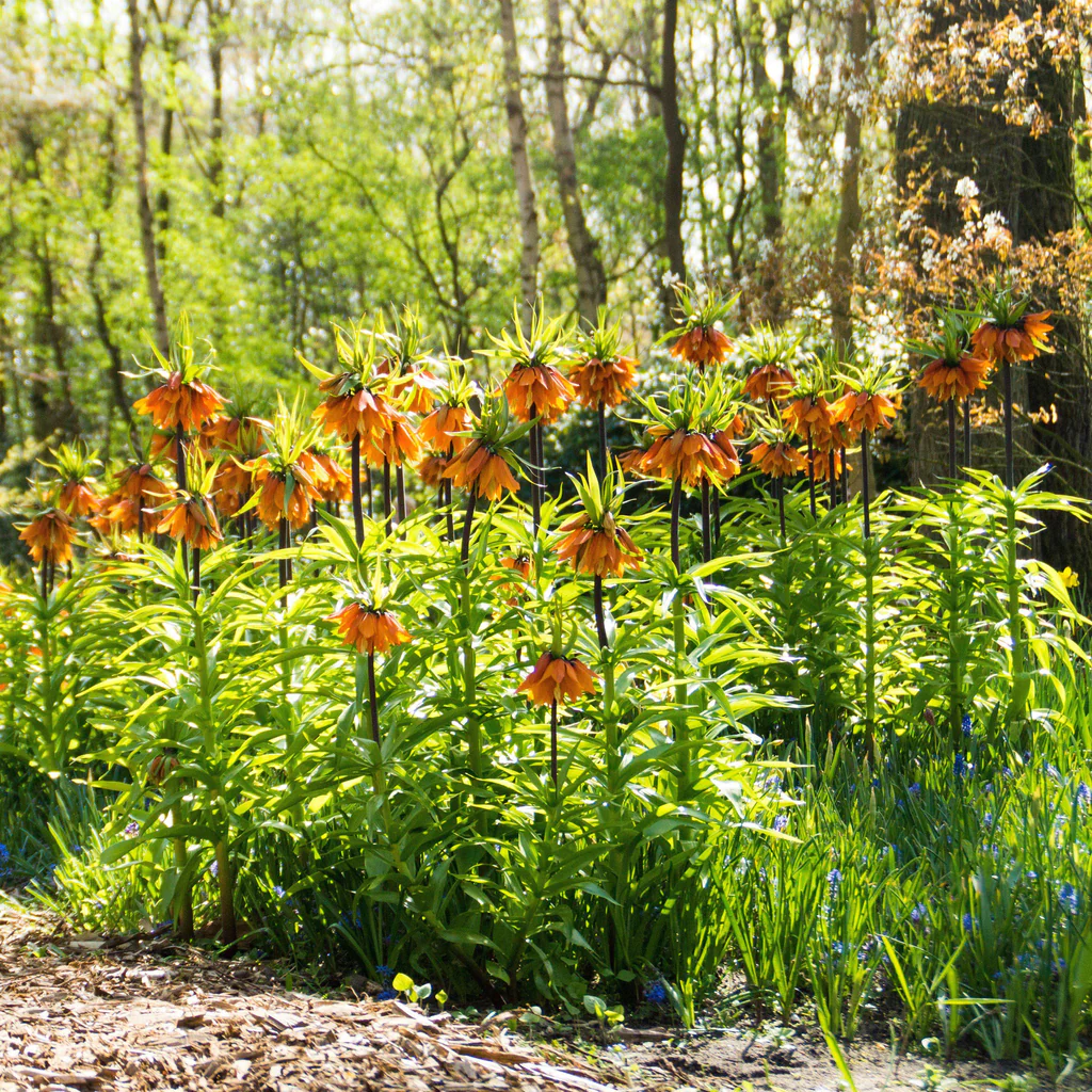 Fritillaria Crown Imperial Aurora