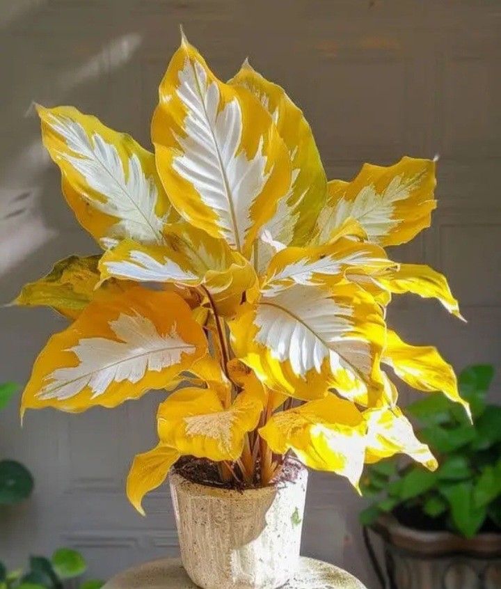 🎨🪴 Colorful Leaves– Grow Your Own Caladium#18