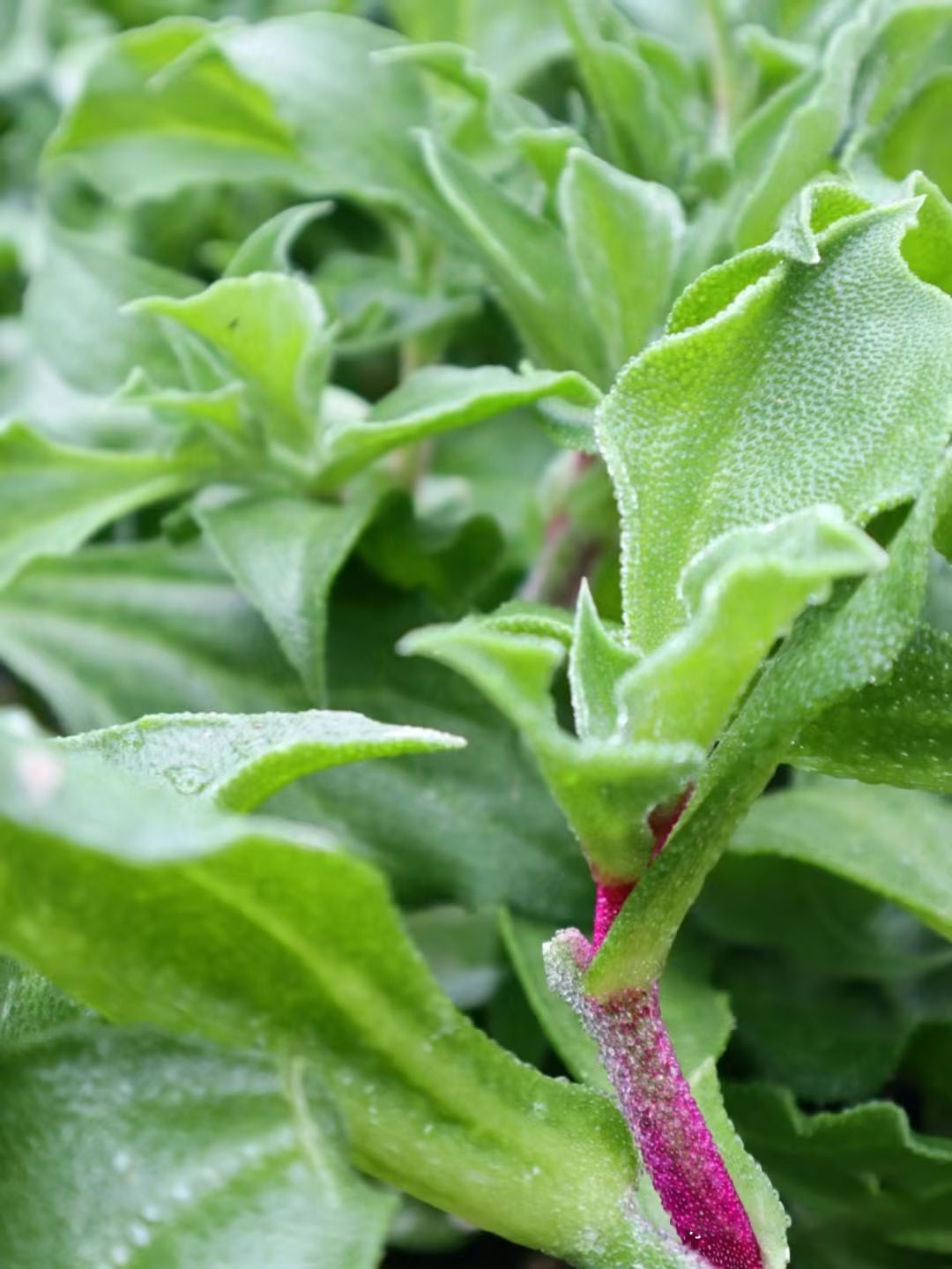 Organic Crystalline Iceplant❄️-Enjoy Natural salty flavor