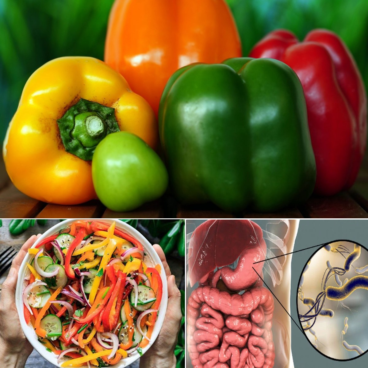 Rainbow Sweet Bell Pepper Seeds