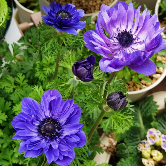 🌸 Double Anemone Seeds — Add Resilient Elegance to Your Garden!