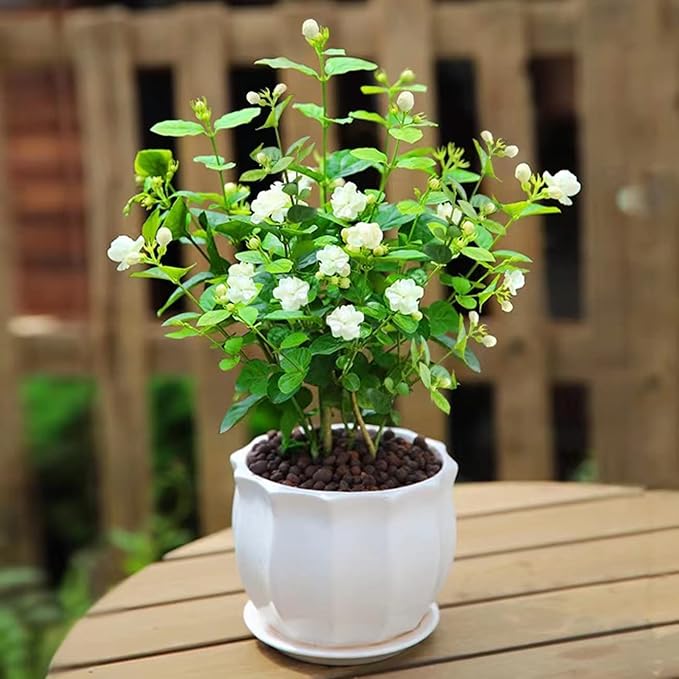 🎉Up to 70% off-🌼🌿Jasmine Seeds