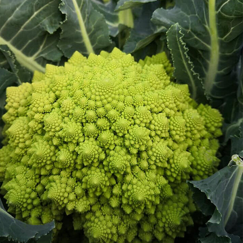 Heirloom Cauliflower - Broccoli ''Romanesco Precoce'' ~50/100 Seeds