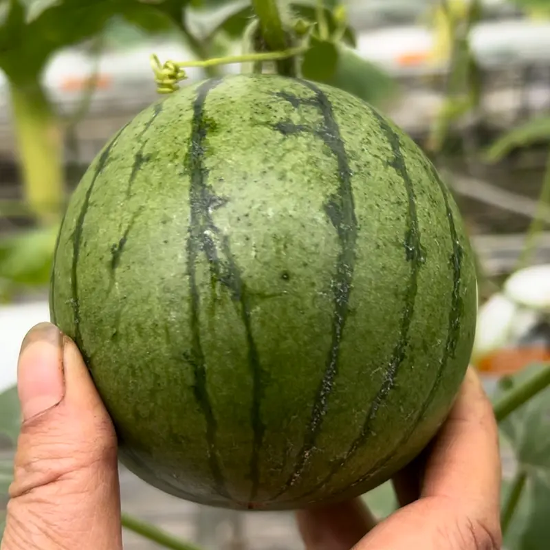 Mini Apple Watermelon Seeds