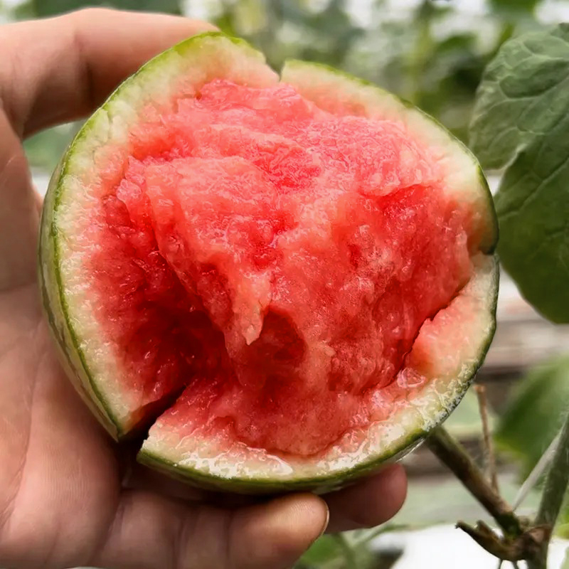 Mini Apple Watermelon Seeds