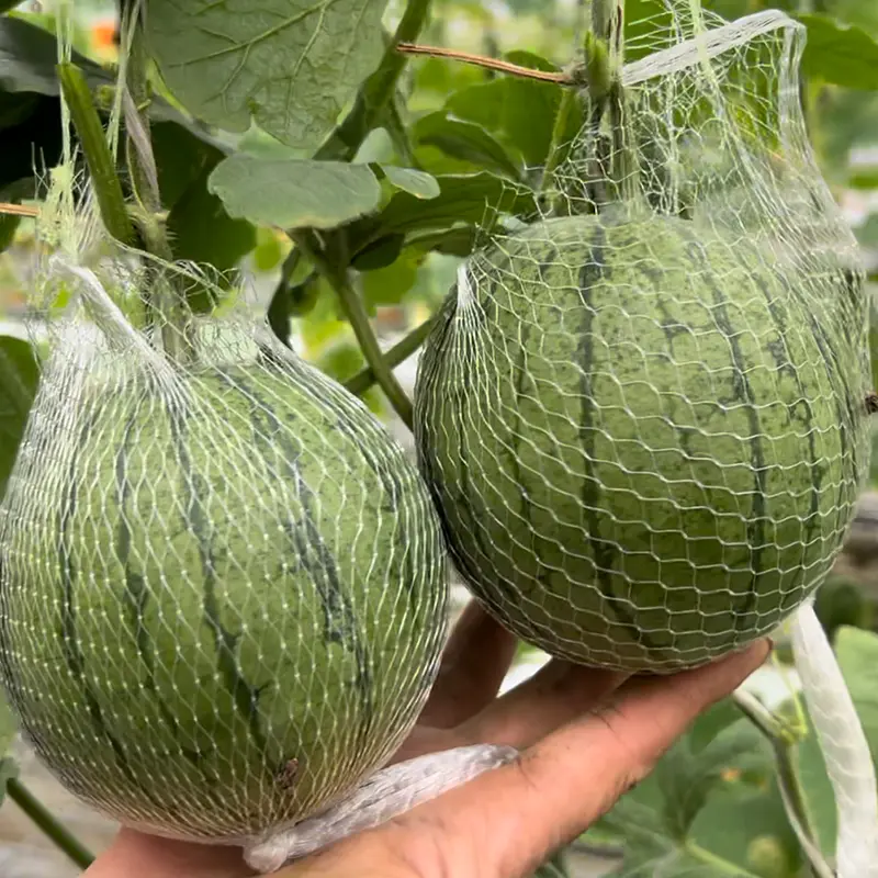 Mini Apple Watermelon Seeds