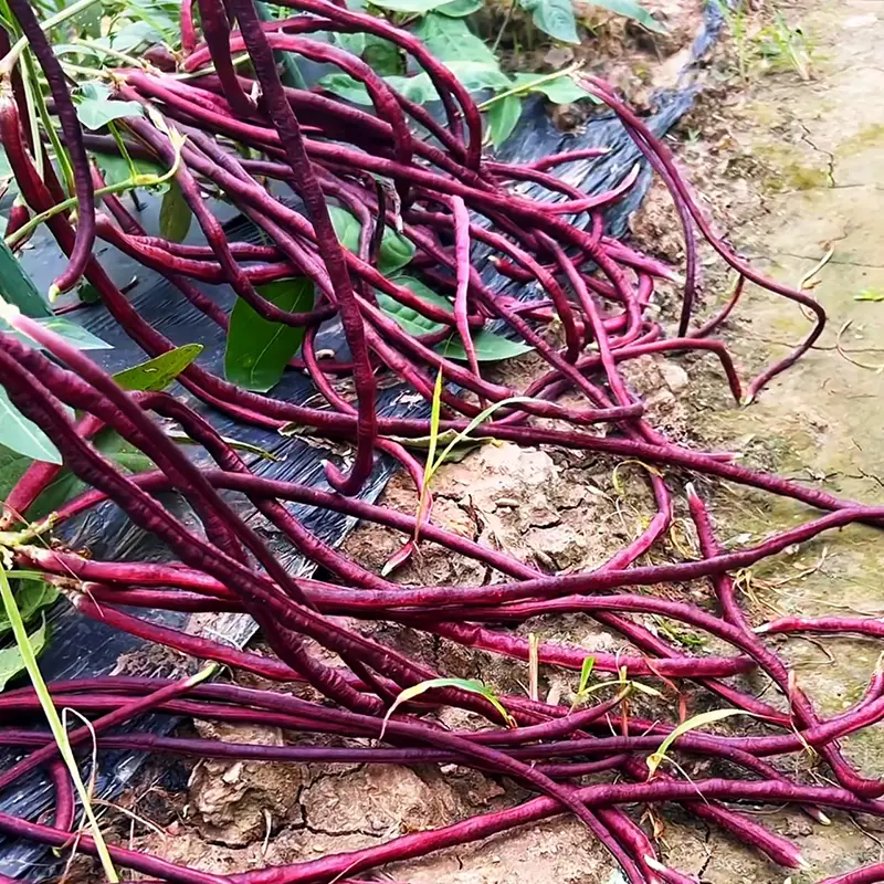 Mix of 5 Colors Long Beans Seeds