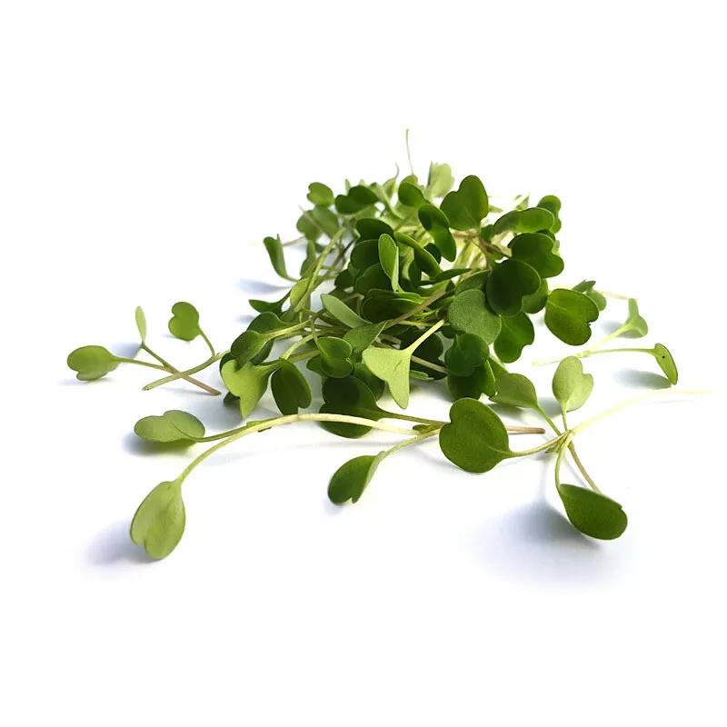 Rocket Cultivated herb Microgreens - Micro Rocket Cultivated herb x 2000 seeds