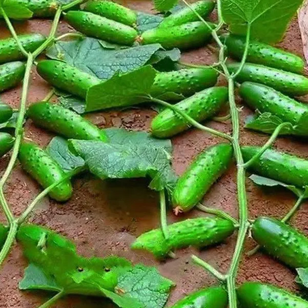 🥒Crawling Cucumber Seeds