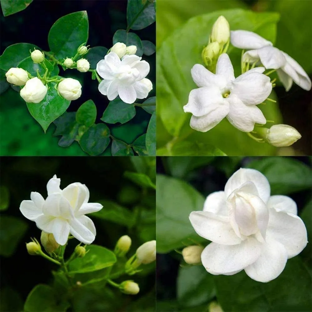 🎉Up to 70% off-🌼🌿Jasmine Seeds
