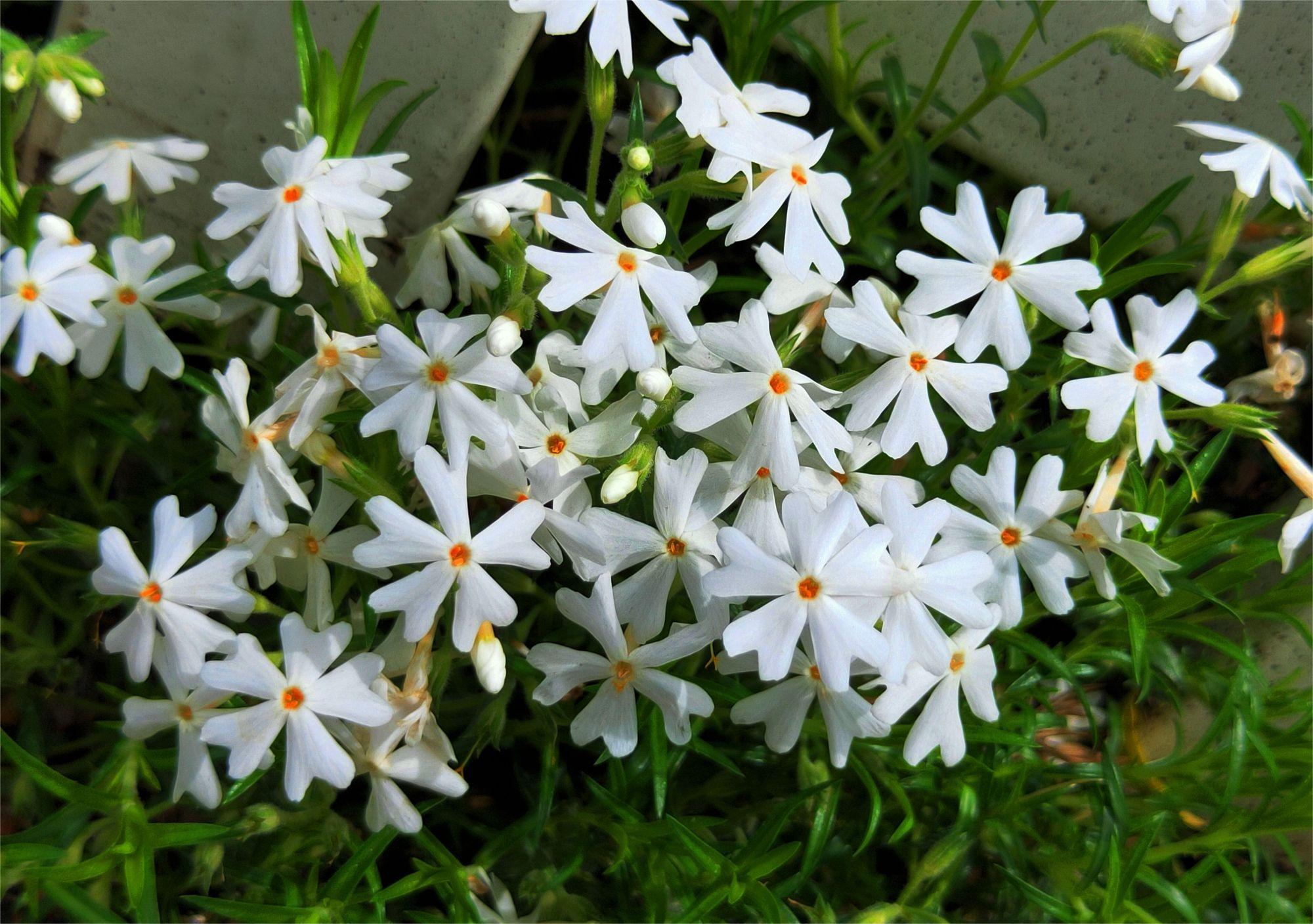 Creeping Phlox:Ground Cherry Blossoms