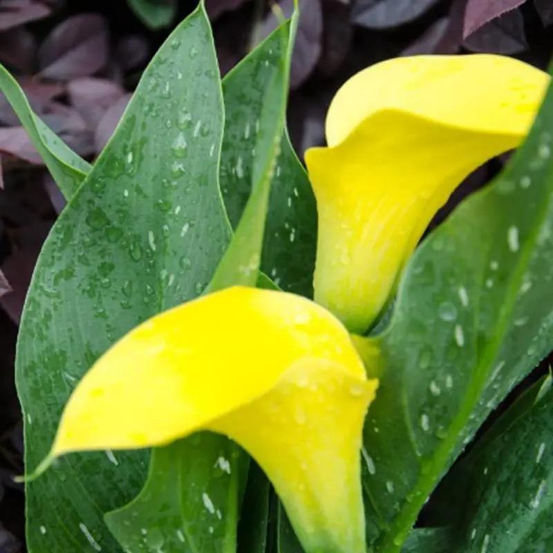 Egrow 50 PCS Calla Lily Seeds Garden Balcony Potted Perennial Flower Seeds Bonsai Ivy Flowers-chloriseeds