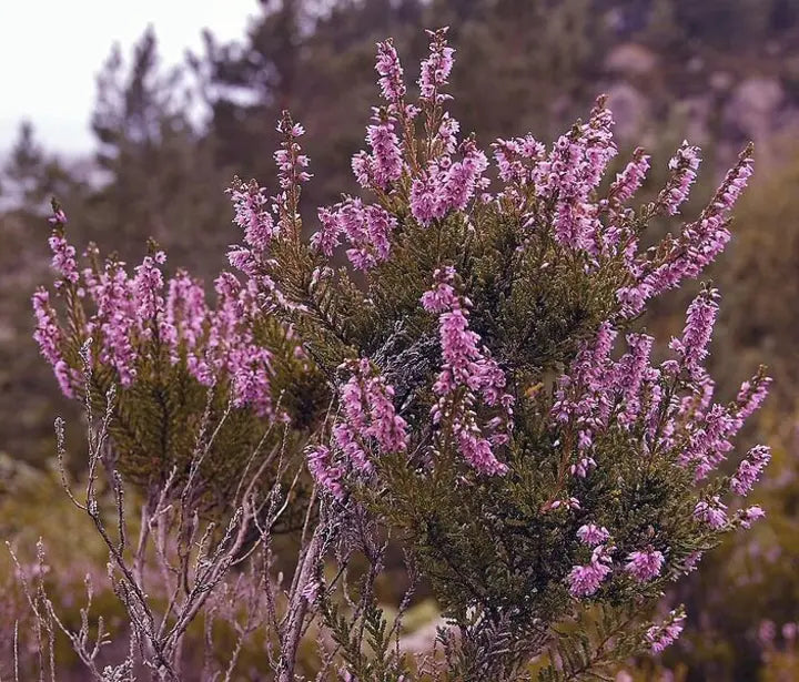 Purple Heather-callun-chloriseeds