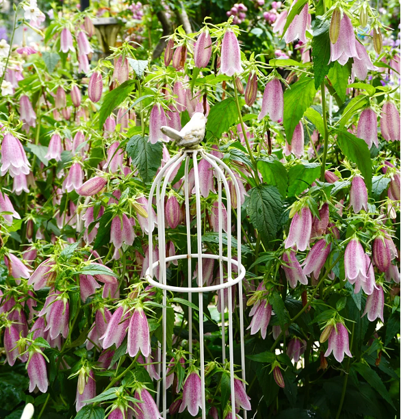 Spotted Bellflower Seeds