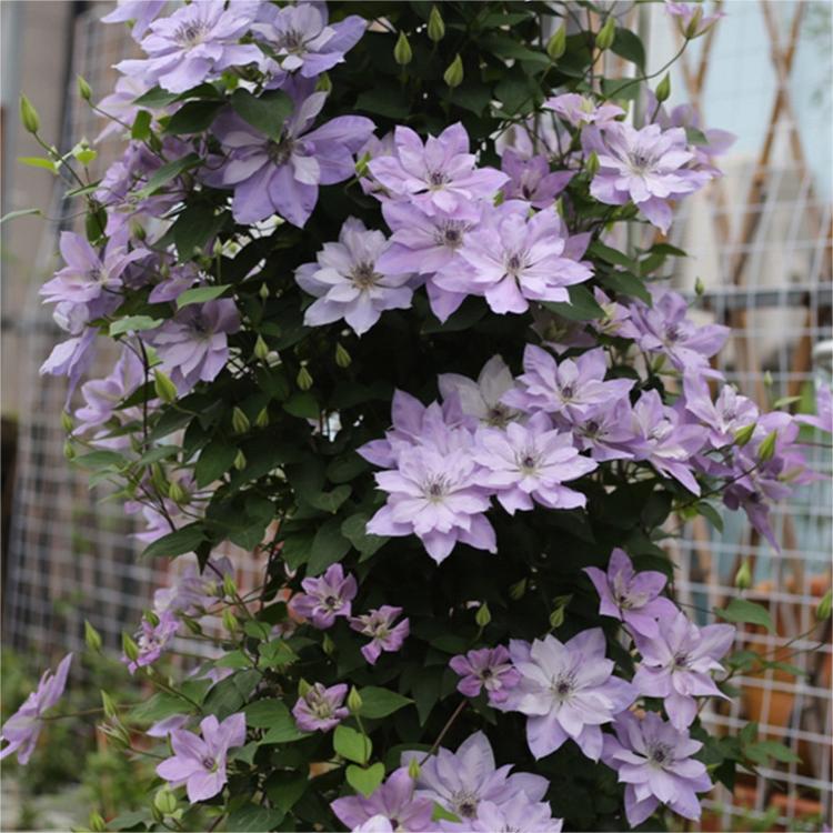 Climbing Clematis Seeds