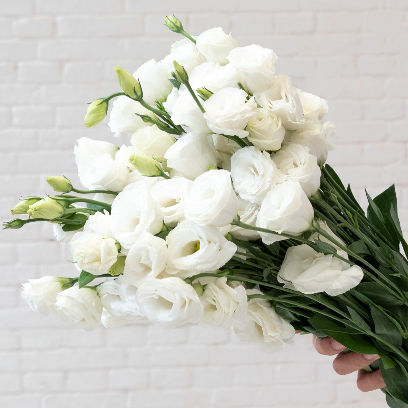 Multicolor Lisianthus(Eustoma grandiflorum) - 200 seeds