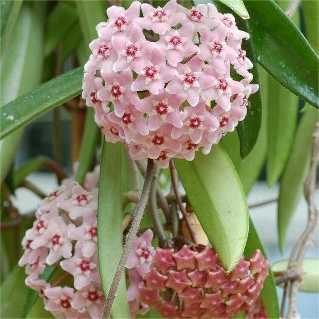 Hoya Seeds - Stars falling from the sky✨