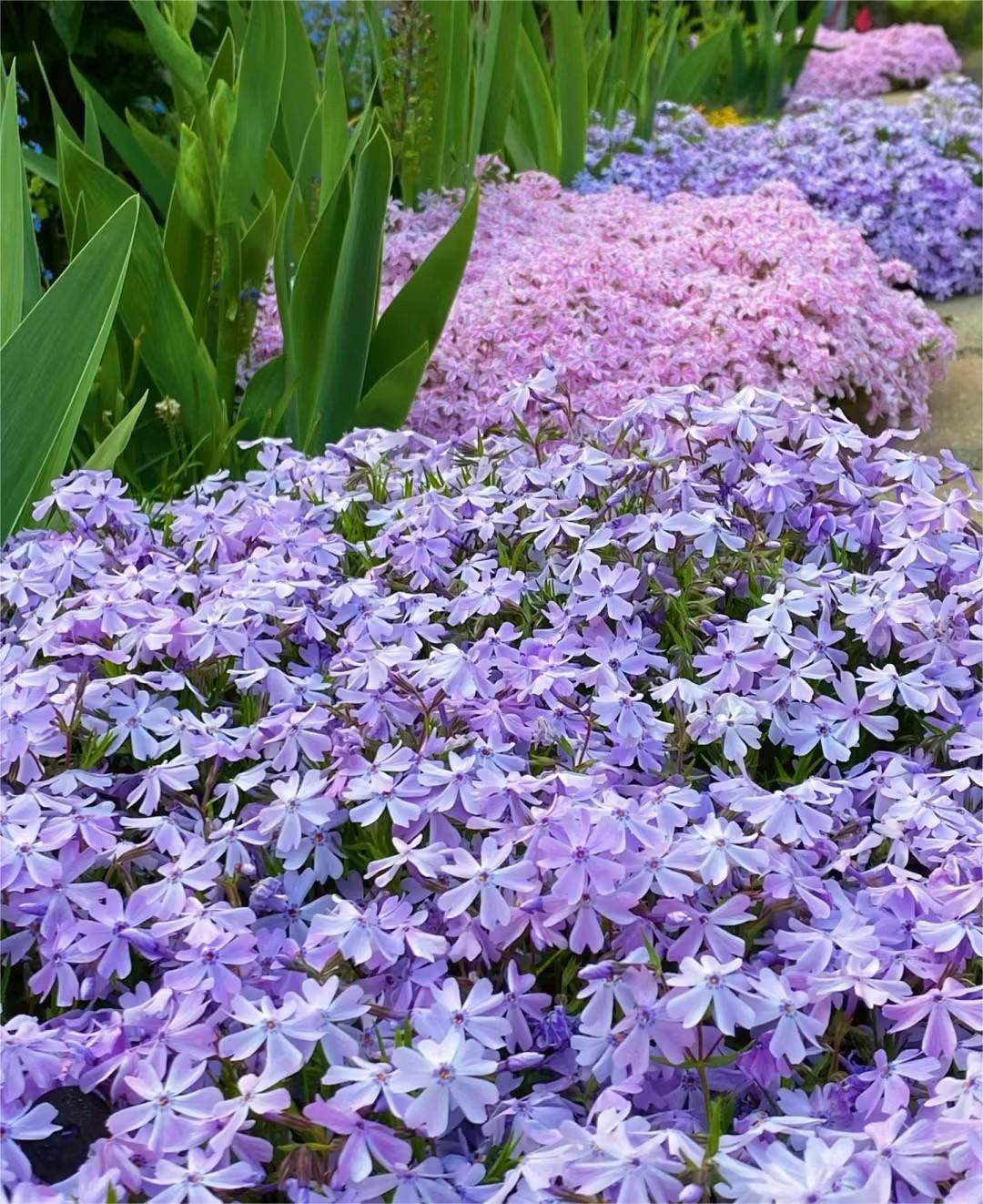 Creeping Phlox:Ground Cherry Blossoms