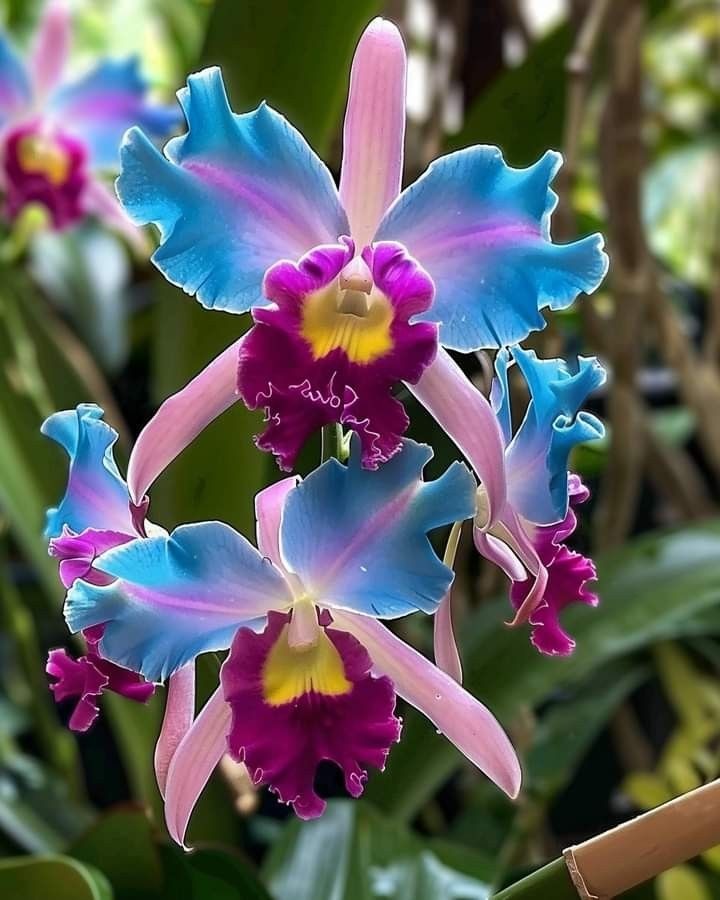 🔥【Limited Time Sale】🌺Iris Seeds - Rare Species