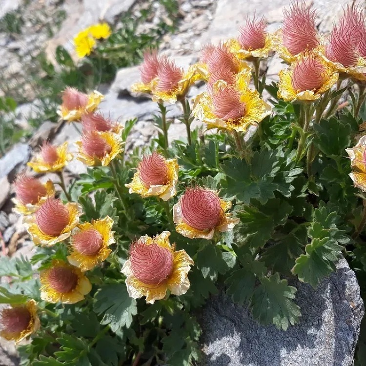 Rare Prairie Smoke Flower Seeds
