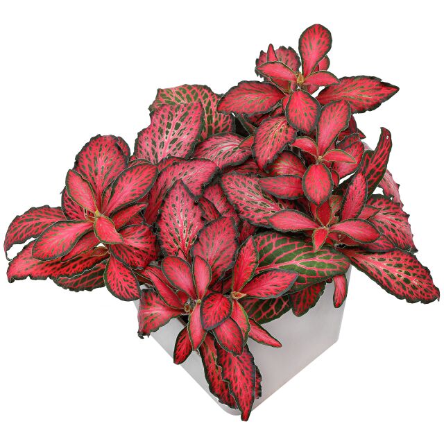 Fittonia Seeds, Nerve Plant Seeds, Mosaic Seeds
