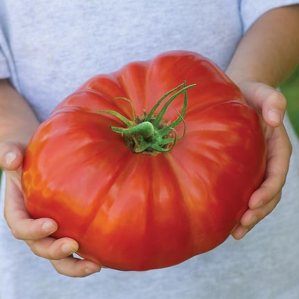 Giant Monster Tomato Seeds-chloriseeds