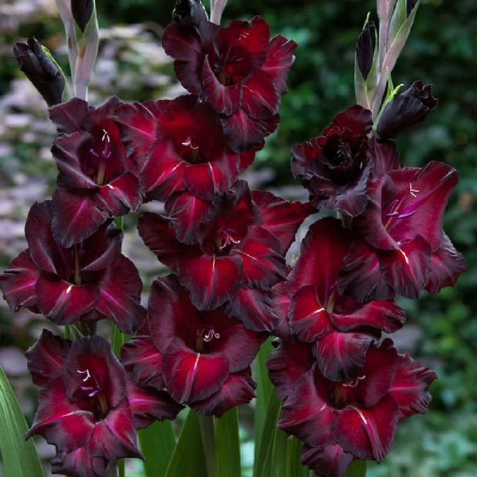 Gladiolus Flower Bulbs