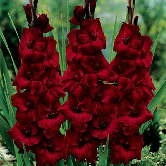 Gladiolus Flower Bulbs