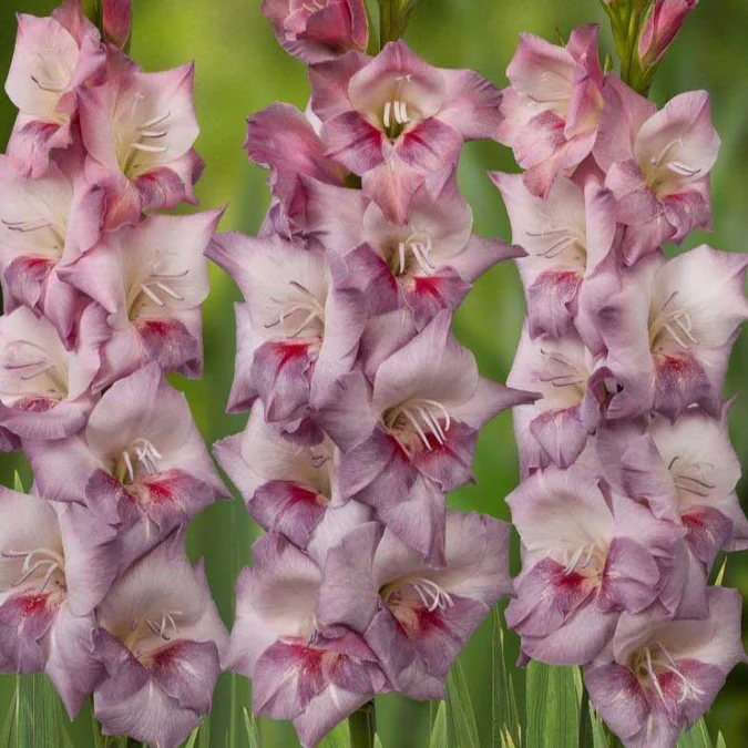 Gladiolus Mix Flower Bulbs