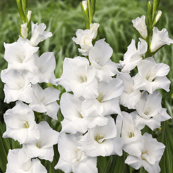 Gladiolus Flower Bulbs