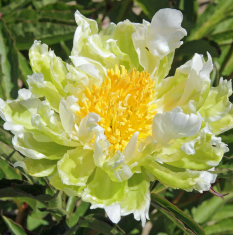Double Peony Flower Seeds