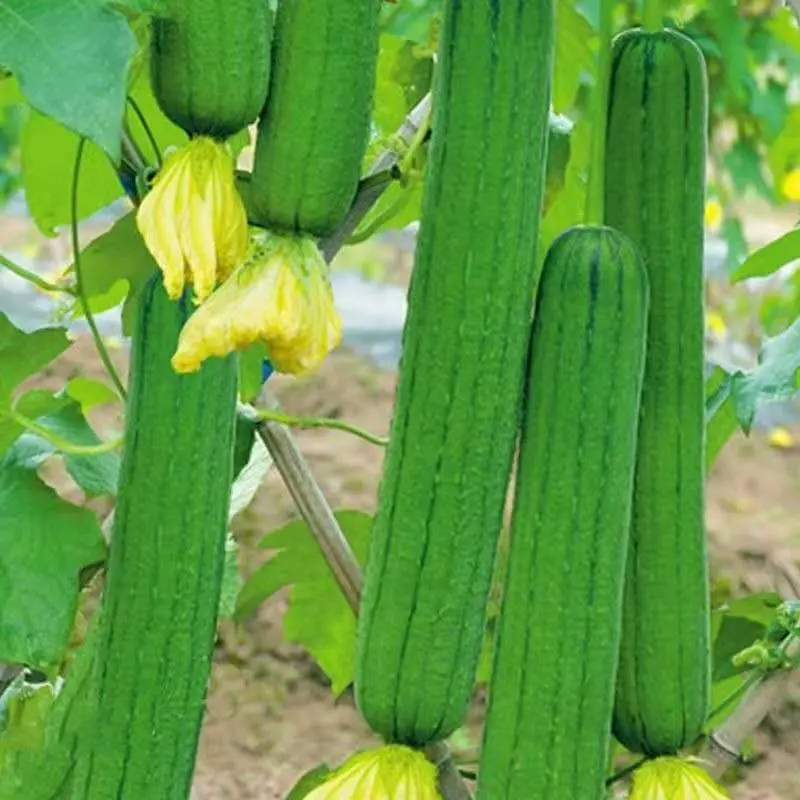 Loofah Seeds, Luffa aegyptica Seeds