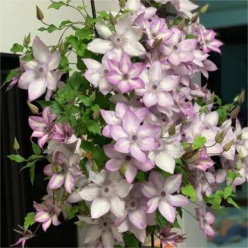 Climbing Clematis Seeds
