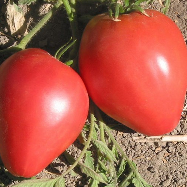 Organic Oxheart Tomato Seeds-chloriseeds