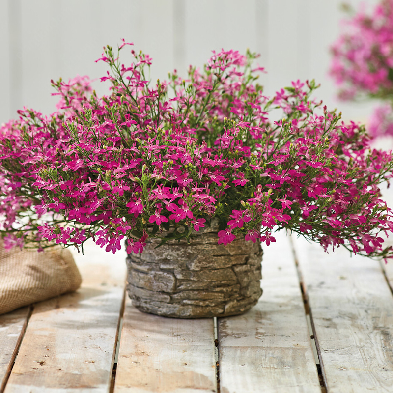 Lobelia Erinus Seeds