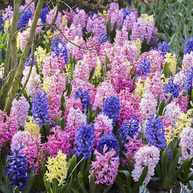 Mix Hyacinth Bulbs