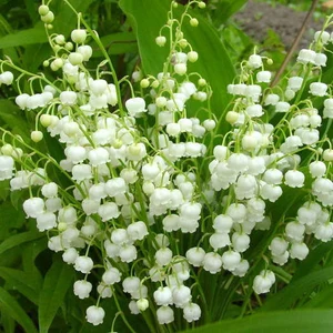 🌸 Lily of the Valley Seeds – A Symbol of Purity & Grace! 🌿