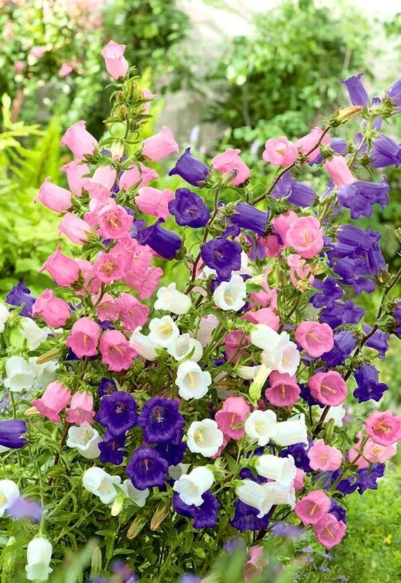 100+ Mix Campanula Bellflowers Seeds Bell Flower Tussock BalloonFlower Plants Home Garden