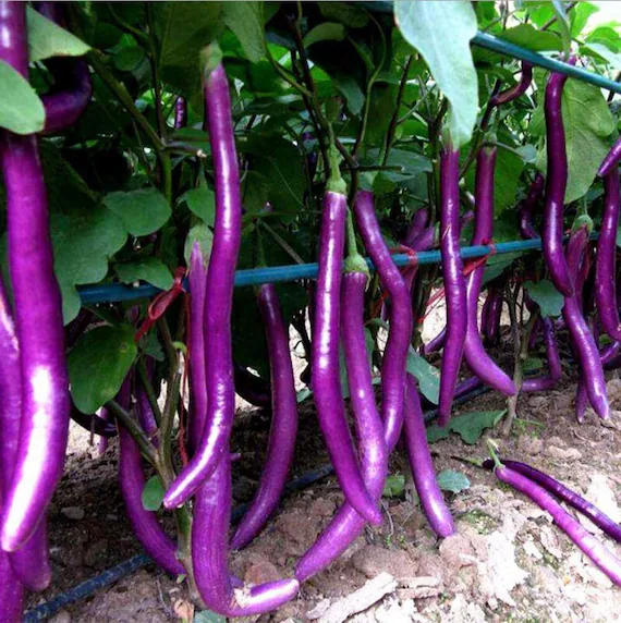 Purple Long Eggplant Seeds – High-Yielding, Tender & Nutrient-Rich