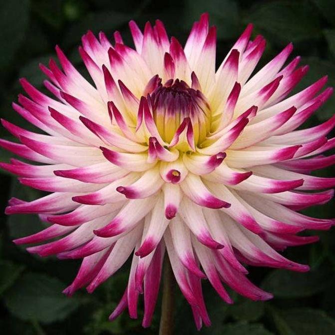 CACTUS DOUBLE DAHLIA Mix Variabilis Mixed Colors Hummingbird Flower Seeds-chloriseeds