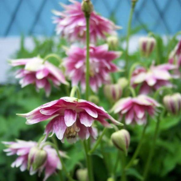 NORA BARLOW Pink COLUMBINE Aquilegia Caerulea Flower Seeds-chloriseeds