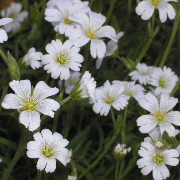 SNOW IN SUMMER (Chickweed) Cerastium Biebersteinii Flower Seeds-chloriseeds