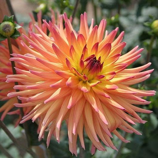 CACTUS DOUBLE DAHLIA Mix Variabilis Mixed Colors Hummingbird Flower Seeds-chloriseeds