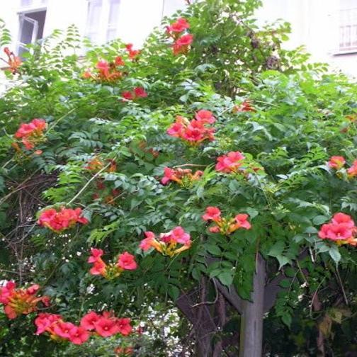 Orange HUMMINGBIRD TRUMPET CREEPER Campsis Radicans Vine Flower Seeds-chloriseeds
