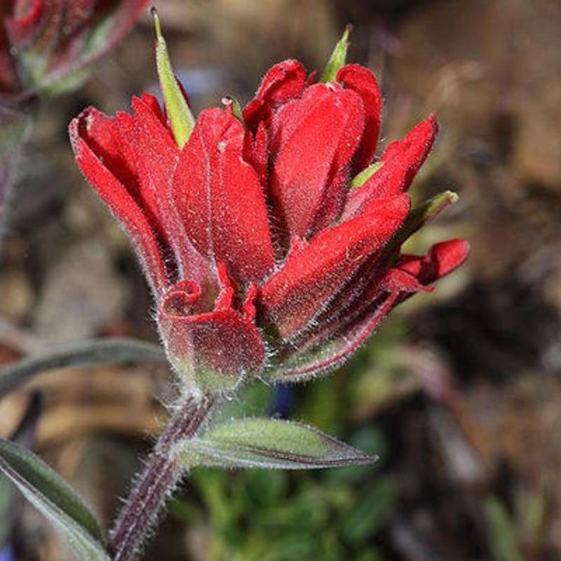 Red INDIAN PAINTBRUSH Castilleja Indivisa Flower Seeds-chloriseeds