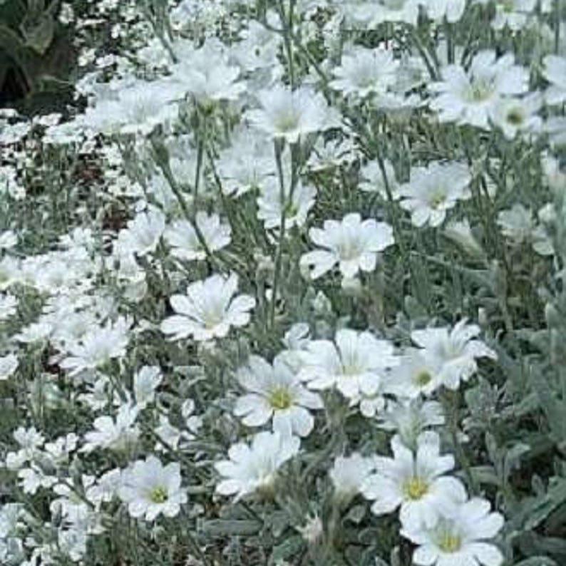 SNOW IN SUMMER (Chickweed) Cerastium Biebersteinii Flower Seeds-chloriseeds